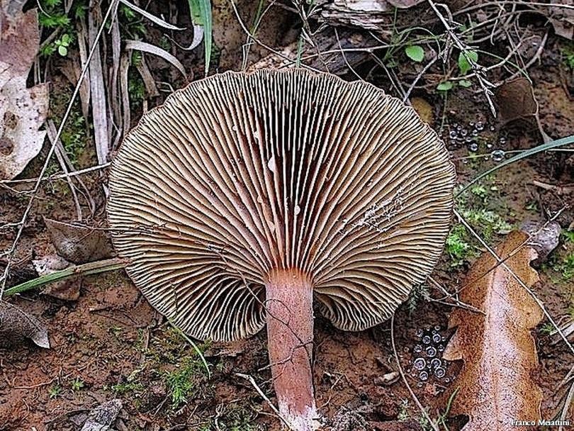 Lactarius da determinare